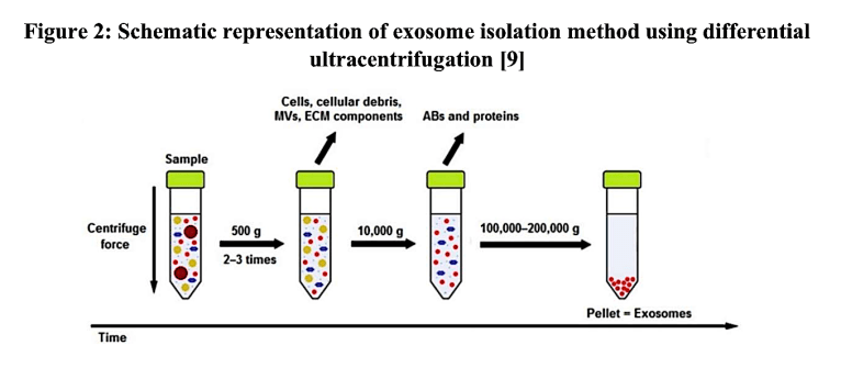 Sample dissertation,Panama College of cell science. Sample thesis, Panama College of Cell Science.Dissertation information, Panama College of Cell Science,plant exosomes,planr exosomes compared to  adult stem cell cultures