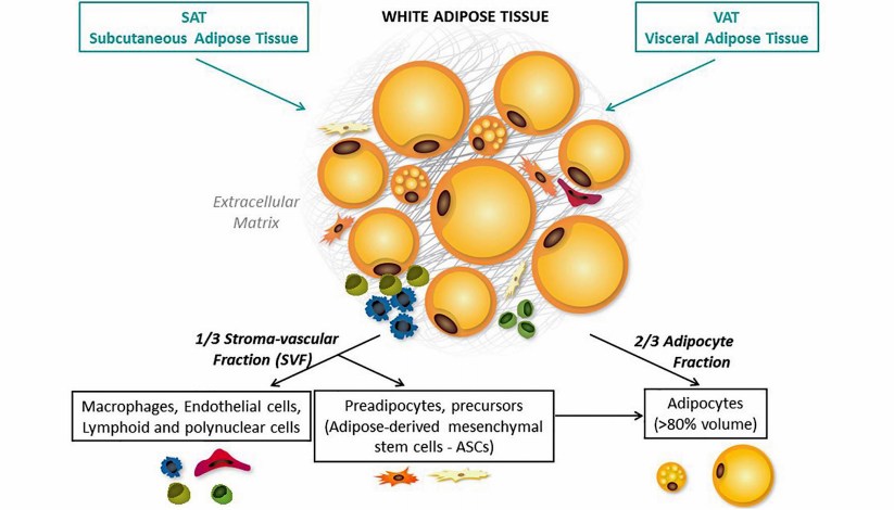 Original paper, Panama College of Cell Science by Walter P. Drake and Laurence V. Hicks